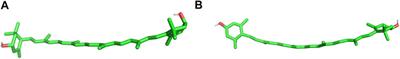 Lutein and Zeaxanthin in the Lipid Bilayer–Similarities and Differences Revealed by Computational Studies